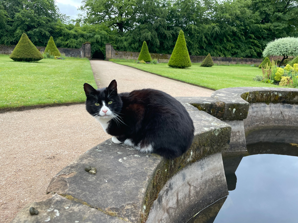 A black and white resident cat rests on the edge of a fountain in one of the landscaped gardens.