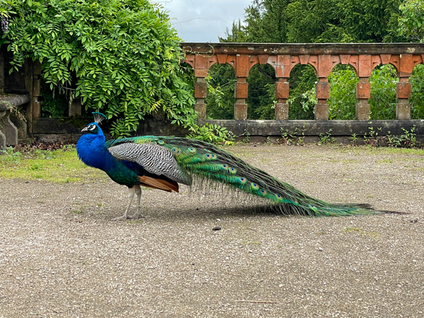 The side of a male peacock with his feathers down.