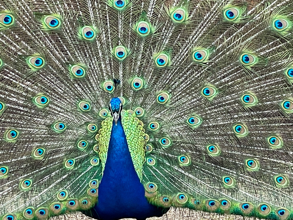 A male peacock displays his vibrant array of feathers that look like many eyes.